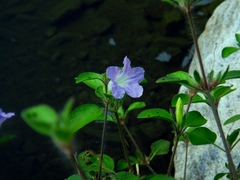 Ruellia patula