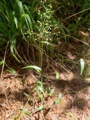 Dichanthelium boscii