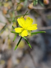 Hibbertia acicularis