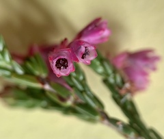Erica gnaphaloides