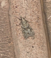Eudonia angustea