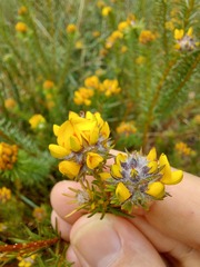 Phyllota grandiflora