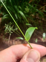 Dichanthelium boscii