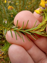 Phyllota grandiflora