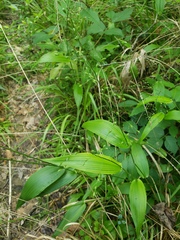Dichanthelium boscii