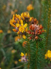 Phyllota grandiflora
