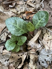 Pyrola americana