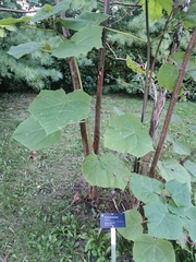 Paulownia tomentosa