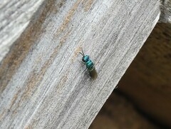 Chrysidinae