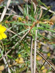 Hibbertia acicularis