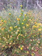 Phyllota grandiflora