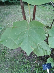 Paulownia tomentosa
