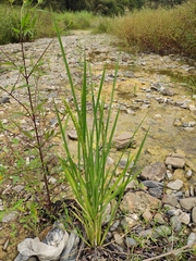 Oryza sativa