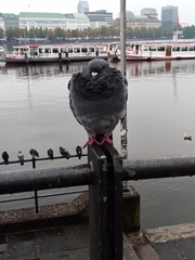 Columba livia domestica
