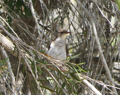 Ramsayornis modestus