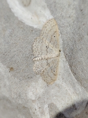 Scopula minorata
