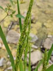 Oryza sativa