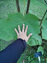 Paulownia tomentosa