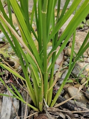 Oryza sativa
