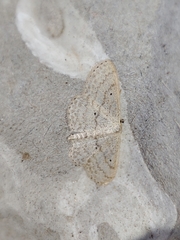 Scopula minorata