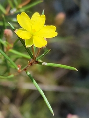 Hibbertia acicularis