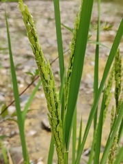 Oryza sativa