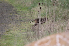 Thylogale billardierii