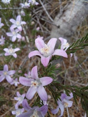 Philotheca reichenbachii