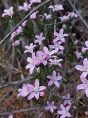 Philotheca reichenbachii