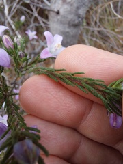 Philotheca reichenbachii