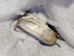 Sesamia nonagrioides