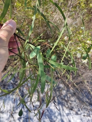 Acacia attenuata