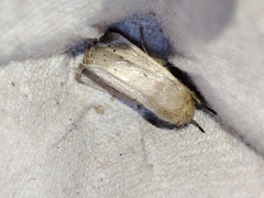 Sesamia nonagrioides