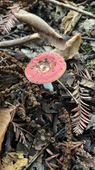 Russula cremoricolor