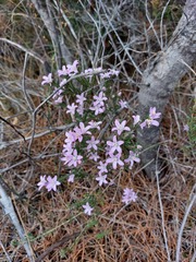 Philotheca reichenbachii
