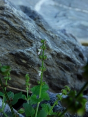 Orthosiphon pallidus