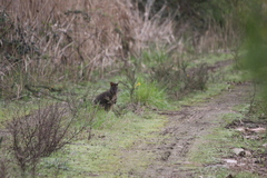 Thylogale billardierii