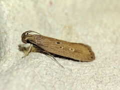 Helcystogramma triannulella