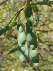 Acacia attenuata