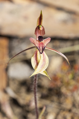 Caladenia cardiochila