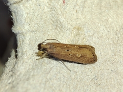 Helcystogramma triannulella