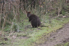 Thylogale billardierii