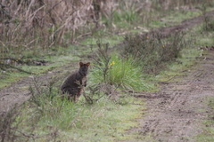 Thylogale billardierii