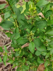 Euonymus alatus