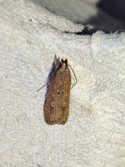 Helcystogramma triannulella