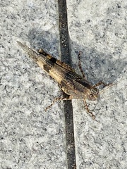 Oedipoda caerulescens