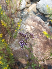 Verbena incompta