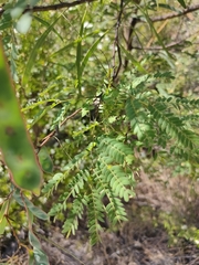 Acacia attenuata