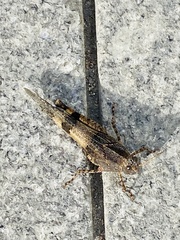 Oedipoda caerulescens