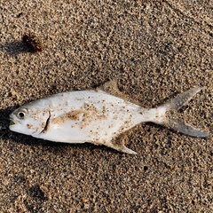 Trachinotus